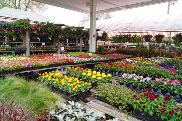 Flats of flowers