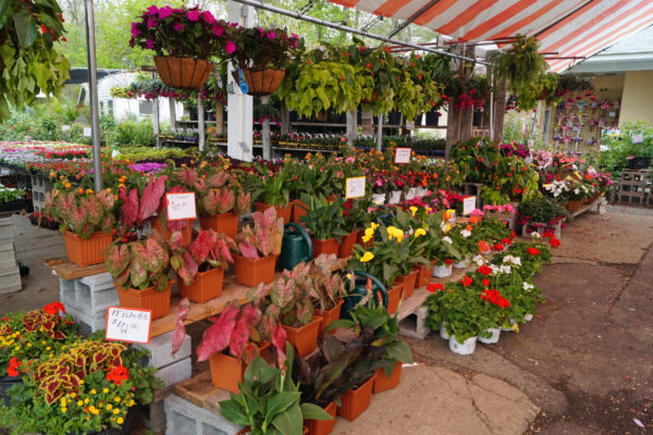 Plants