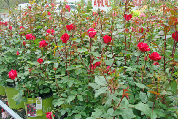 Roses