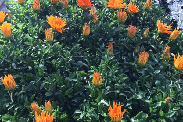 Spring Flowers