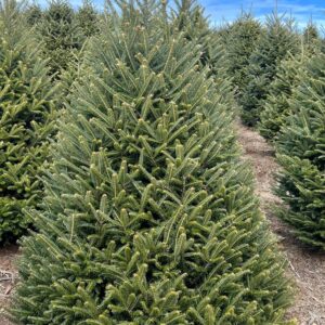 Fraser Fir