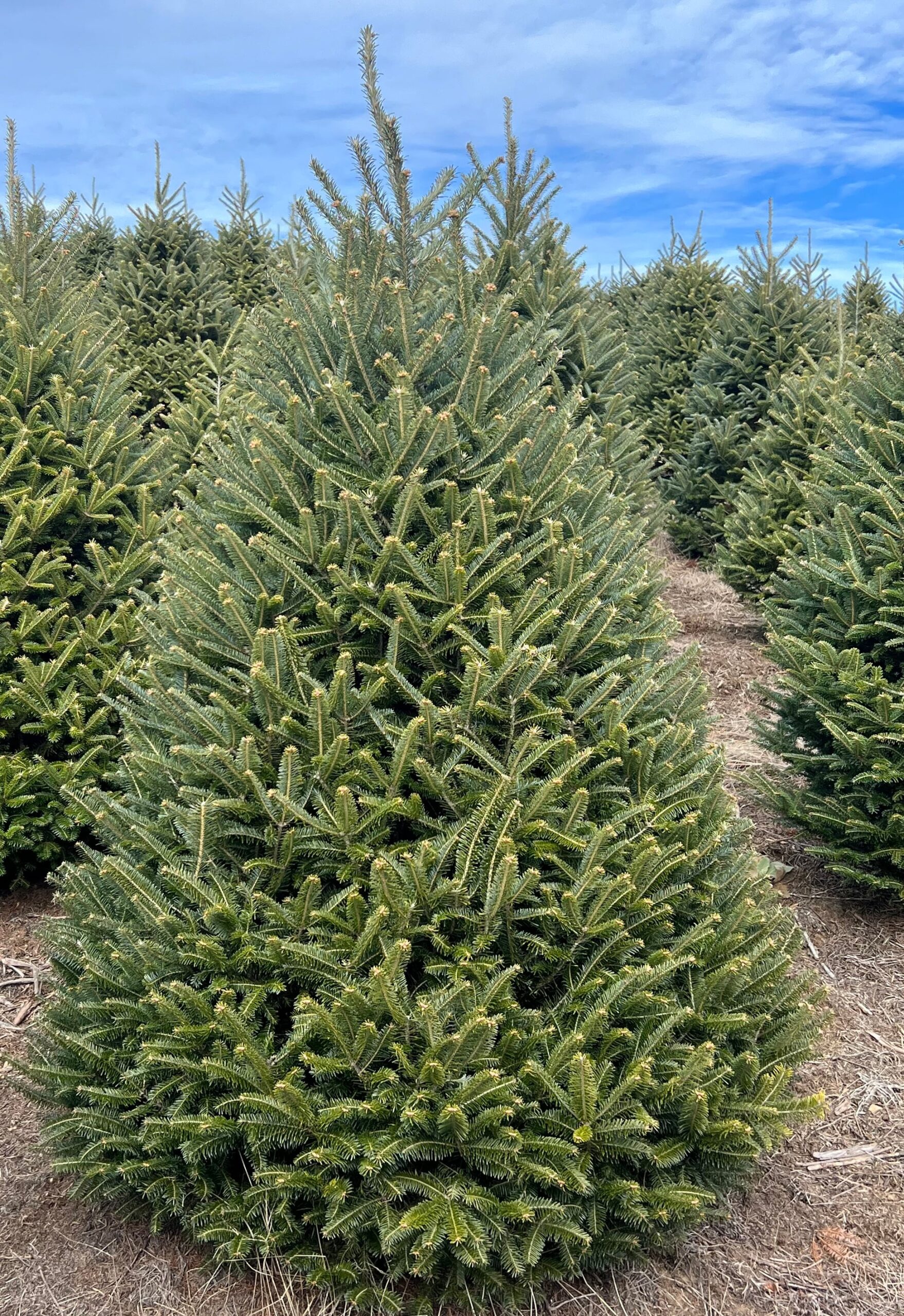 fraserfir Fraser Fir