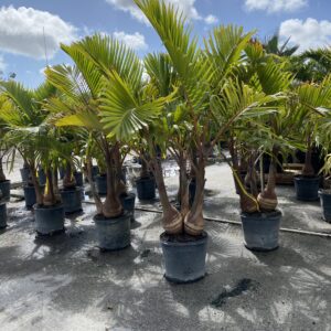 Palm Trees and Tropicals