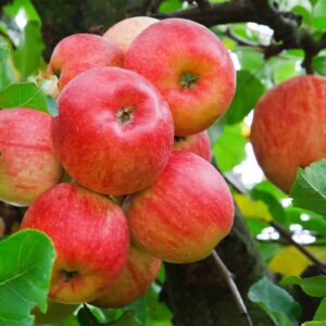 Fruit Trees