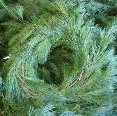 white-pine-roping Pine Roping